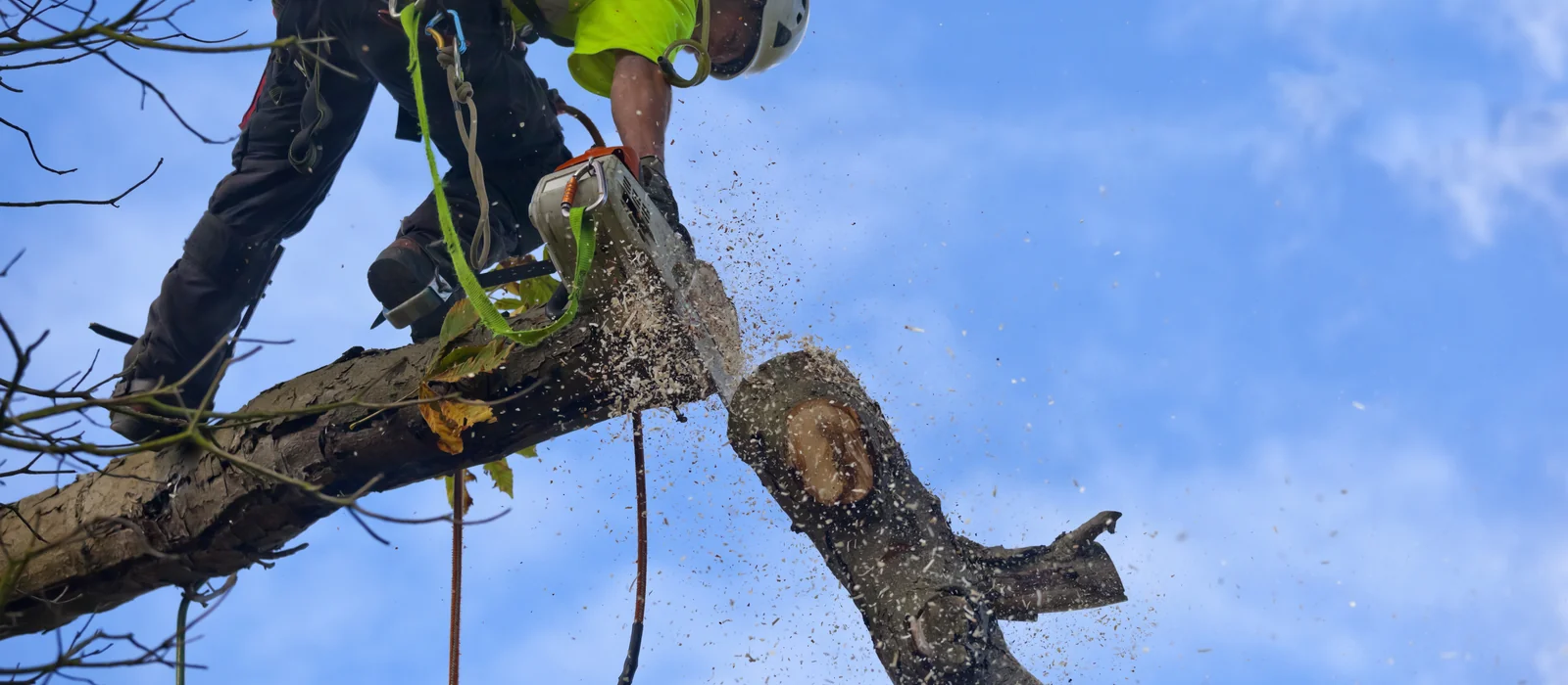 GP Tree Service and Landscaping