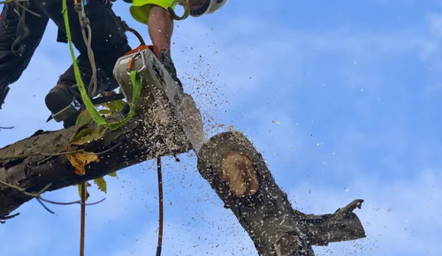 GP Tree Service and Landscaping